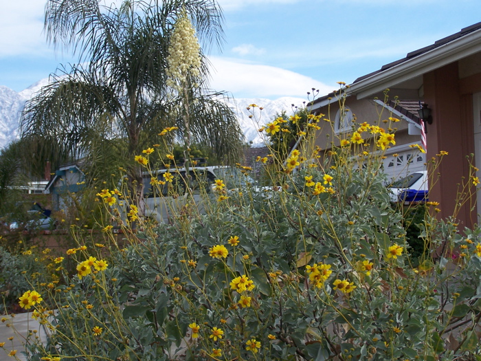 yardview.JPG