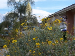 yardview.JPG